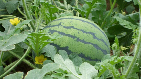 在德州，你可以不买，但是你不可以不知道！