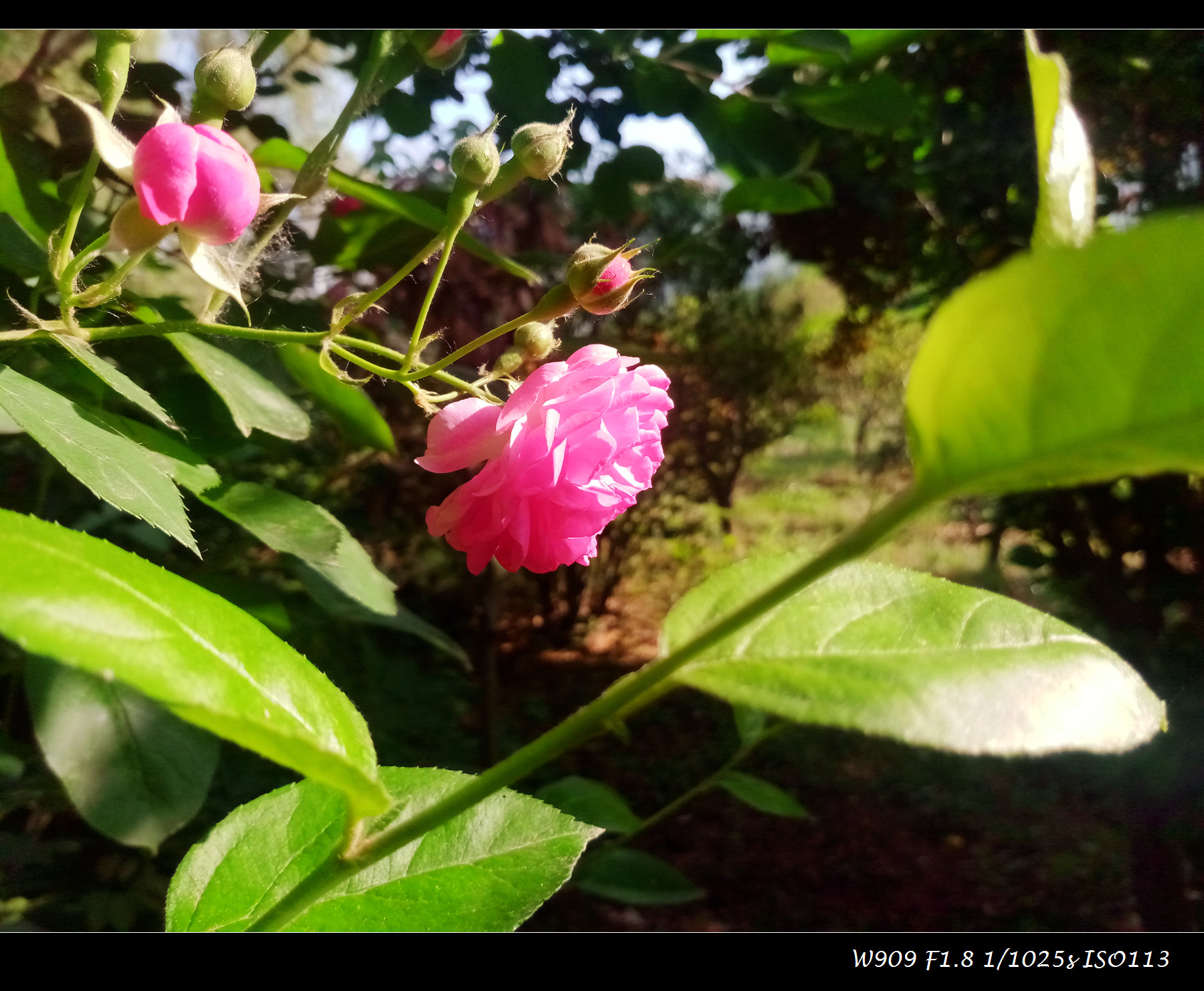 金立天鉴w909值得入手吗,金立天鉴w909翻盖手机