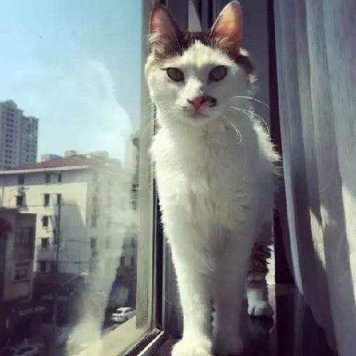 2021年上海领养狗狗,上海领养小动物的地方