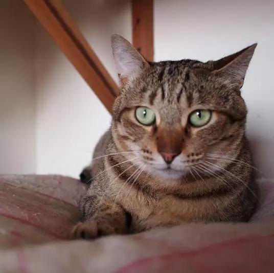 2021年上海领养狗狗,上海领养小动物的地方