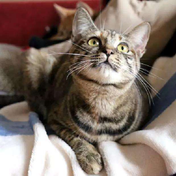 2021年上海领养狗狗,上海领养小动物的地方