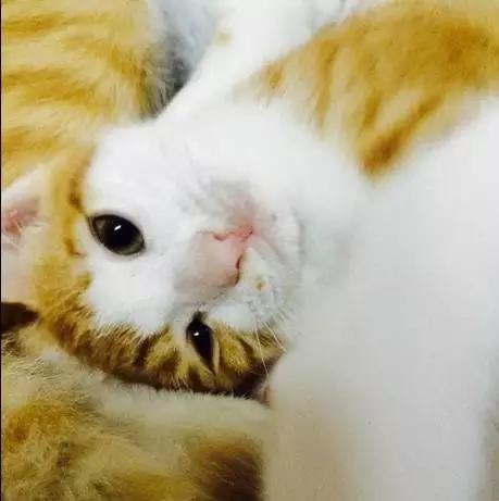 2021年上海领养狗狗,上海领养小动物的地方