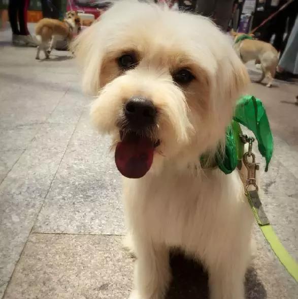 2021年上海领养狗狗,上海领养小动物的地方