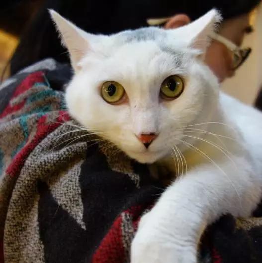 2021年上海领养狗狗,上海领养小动物的地方