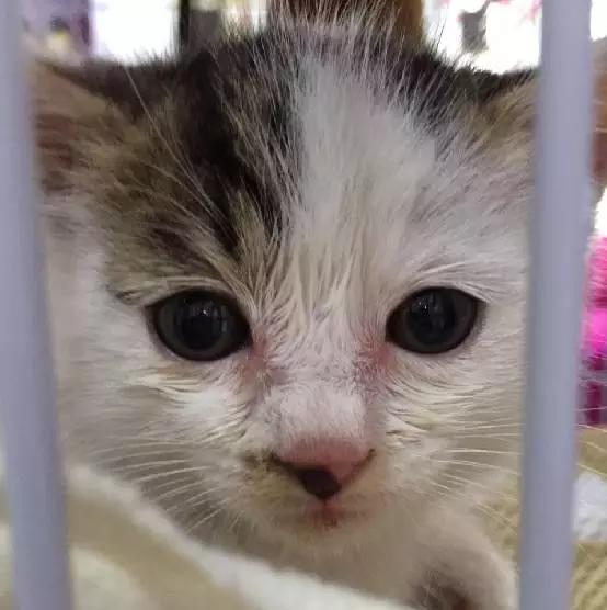 2021年上海领养狗狗,上海领养小动物的地方