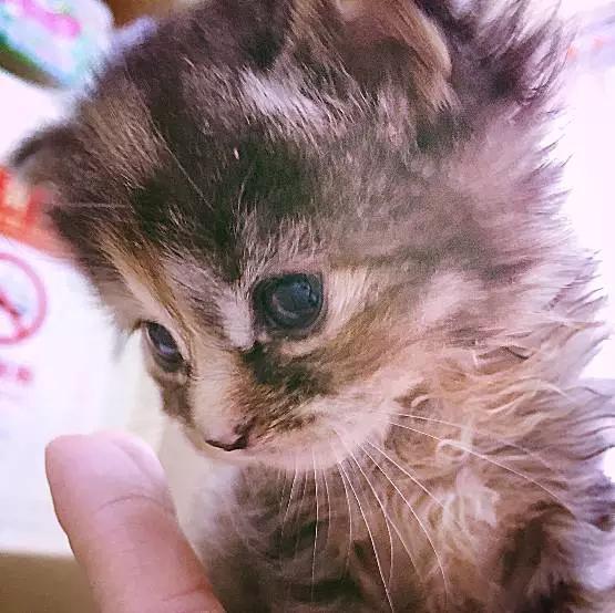 2021年上海领养狗狗,上海领养小动物的地方