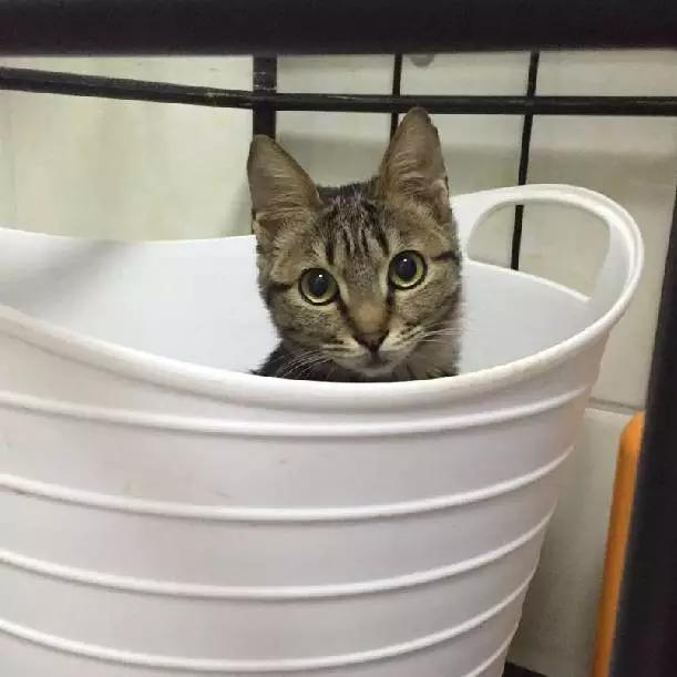 2021年上海领养狗狗,上海领养小动物的地方