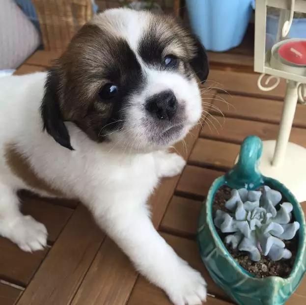 2021年上海领养狗狗,上海领养小动物的地方