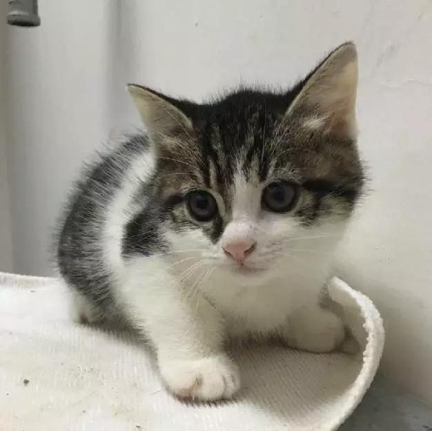 2021年上海领养狗狗,上海领养小动物的地方