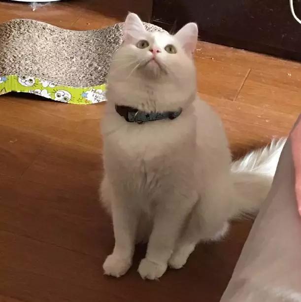 2021年上海领养狗狗,上海领养小动物的地方