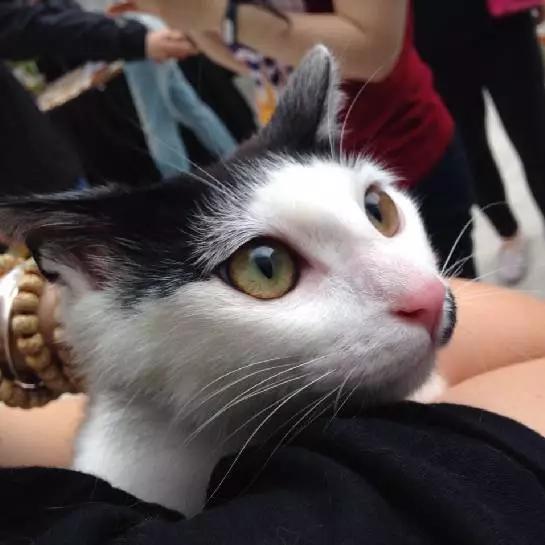 2021年上海领养狗狗,上海领养小动物的地方