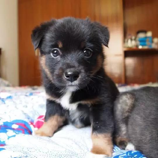 2021年上海领养狗狗,上海领养小动物的地方