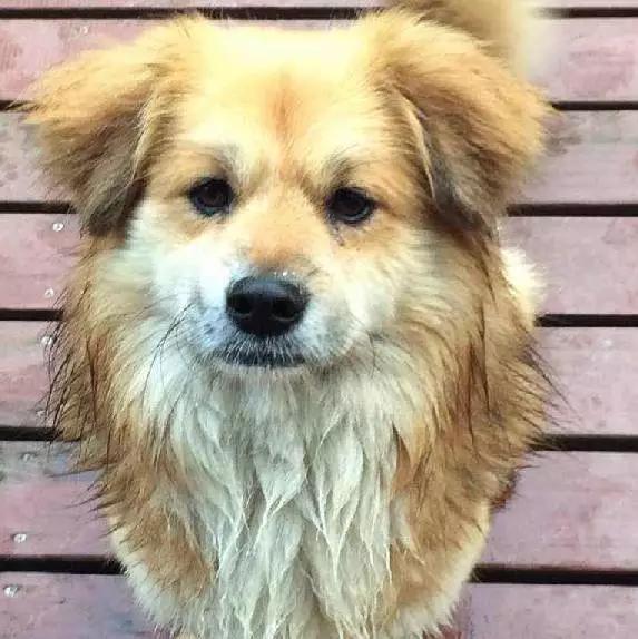 2021年上海领养狗狗,上海领养小动物的地方