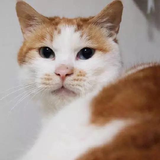 2021年上海领养狗狗,上海领养小动物的地方