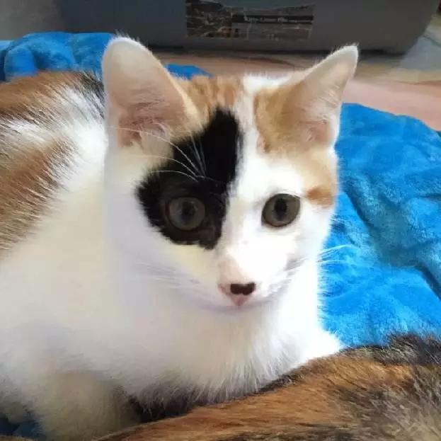 2021年上海领养狗狗,上海领养小动物的地方