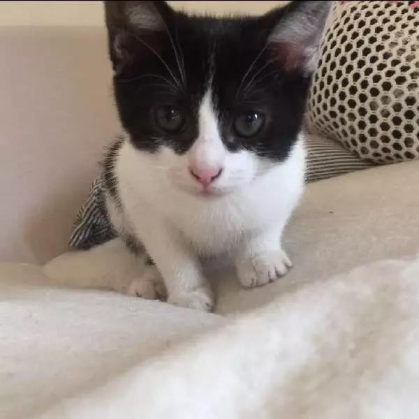 2021年上海领养狗狗,上海领养小动物的地方