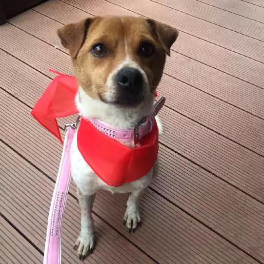 2021年上海领养狗狗,上海领养小动物的地方