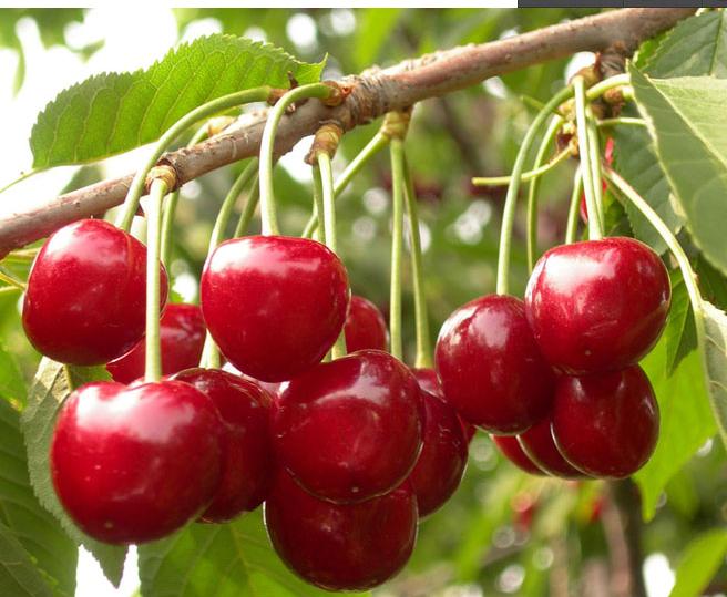 拿好这篇西安采摘樱桃指南,西安白鹿原樱桃采摘