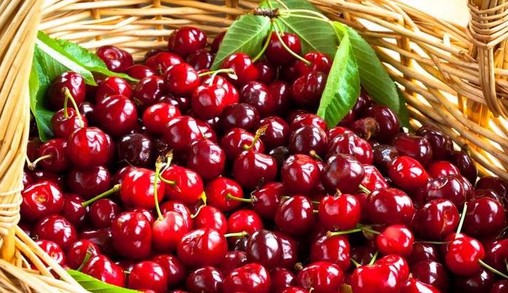 拿好这篇西安采摘樱桃指南,西安白鹿原樱桃采摘