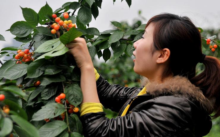 拿好这篇西安采摘樱桃指南,西安白鹿原樱桃采摘