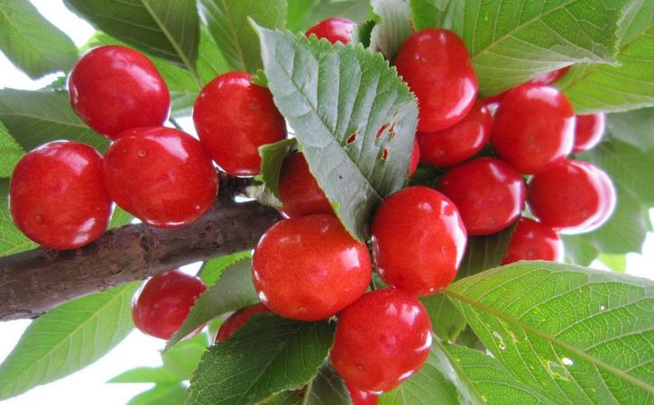 拿好这篇西安采摘樱桃指南,西安白鹿原樱桃采摘