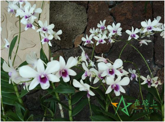 母亲节适合带妈妈去哪里玩海南 (母亲节去哪里吃饭好三亚)