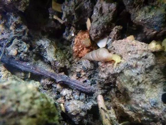 随手捉一只小蜗牛，你认识吗？在小区给孩子上一节博物课吧！