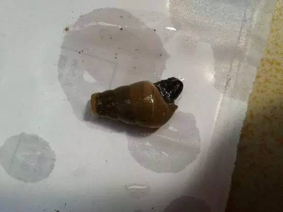 随手捉一只小蜗牛，你认识吗？在小区给孩子上一节博物课吧！