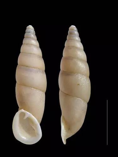 随手捉一只小蜗牛，你认识吗？在小区给孩子上一节博物课吧！