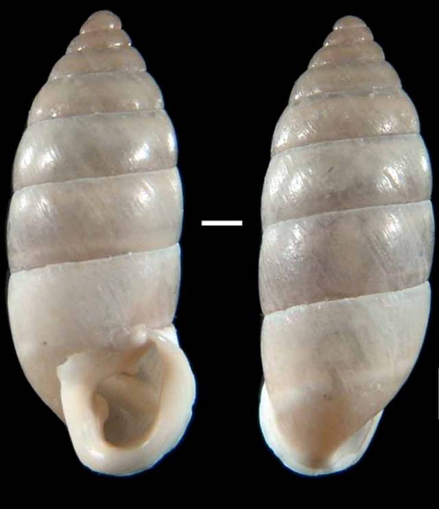 随手捉一只小蜗牛，你认识吗？在小区给孩子上一节博物课吧！