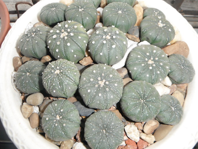 多肉植物养殖方法新手教程,多肉植物养殖的常识和技巧有哪些