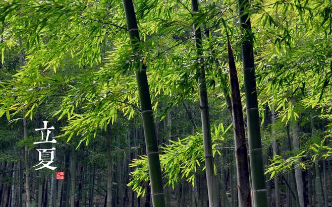 却是石榴知立夏的翻译,却是石榴知立夏年年花开什么意思