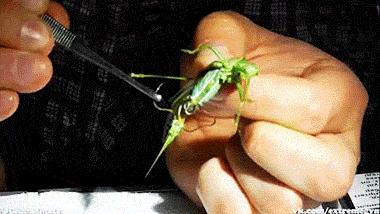 食虫植物怎么吃虫子,食虫植物是怎么吃掉虫子的