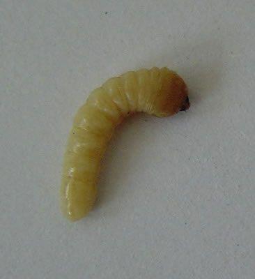 食虫植物怎么吃虫子,食虫植物是怎么吃掉虫子的