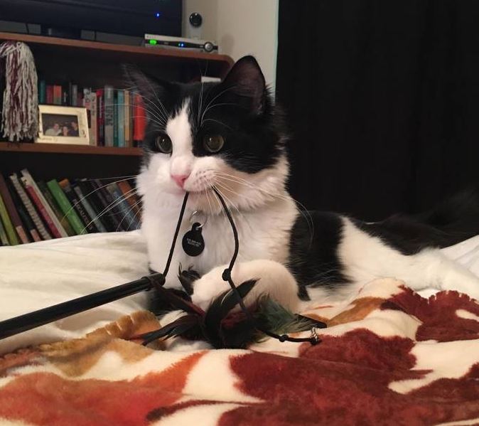 小流浪猫怕人可以强制抓回去吗,流浪猫主动求收养被赶走