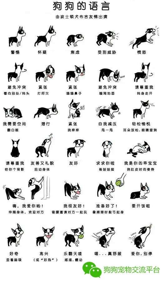 狗狗的肢体语言大揭秘,狗狗的肢体语言你了解吗