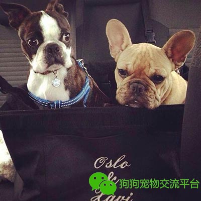 狗狗的肢体语言大揭秘,狗狗的肢体语言你了解吗