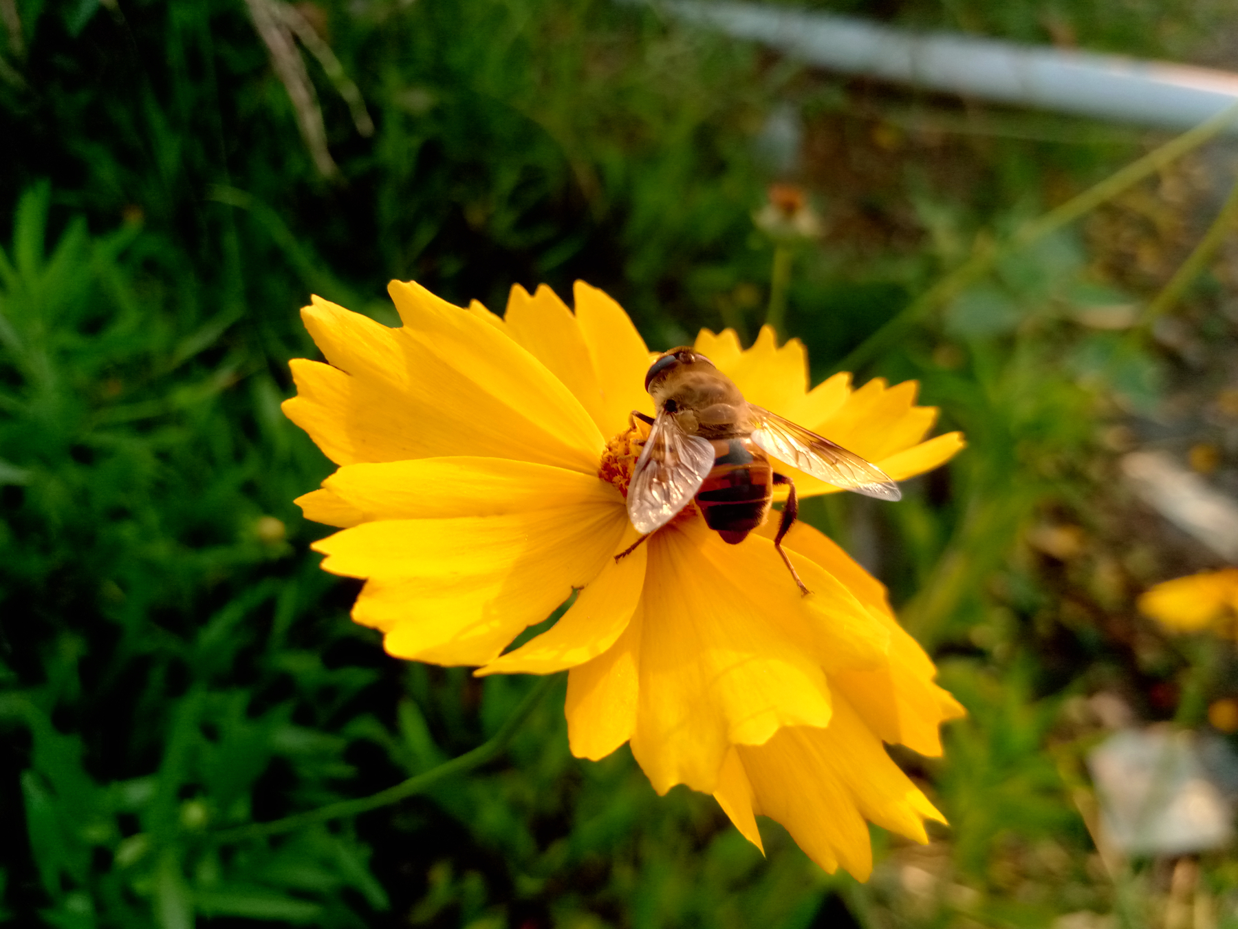 金立s8解读,金立s80介绍