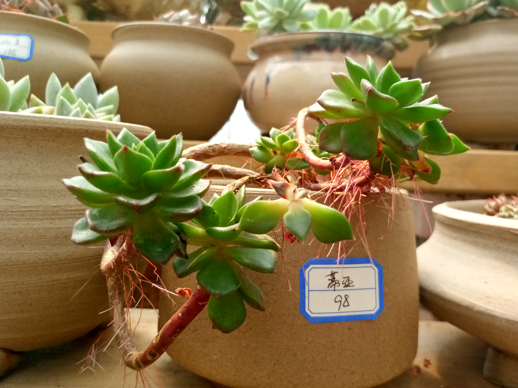 金立s8解读,金立s80介绍