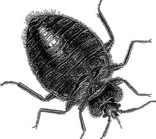 鍒铏墮瀹充簡瀛╁瓙,鍒铏瓙姣佹帀瀛╁瓙