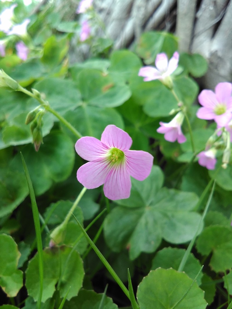 圆润*轻薄爱不释手---体验最美老人机21克M3手机