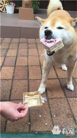 狗狗吃冰淇淋和蛋糕,狗狗在吃蛋糕