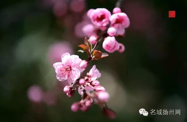 大事件！扬州要改名了！尼哪块不晓得？