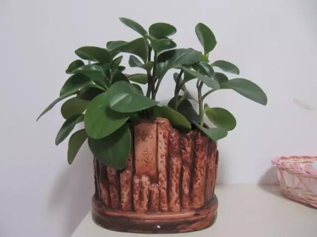 母亲节送什么盆栽植物合适,母亲节花卉盆栽推荐