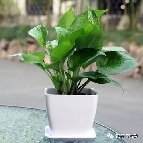 吸甲醛的绿植存放家里多久可扔掉,吸甲醛的绿植排名前十名绿萝