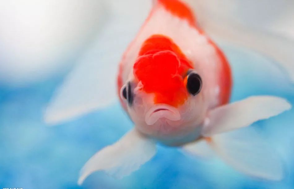 锦鲤鱼饲养方法及注意事项,锦鲤鱼饲养必须保持的水质