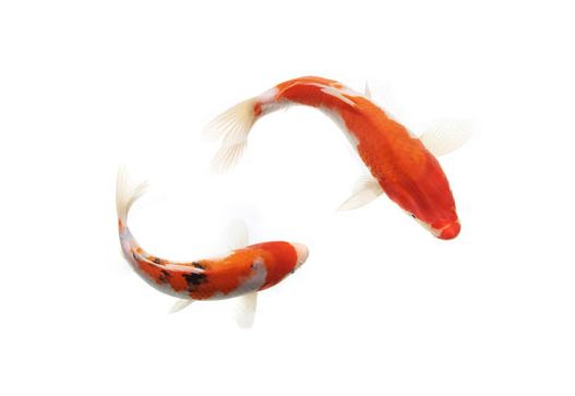 锦鲤寿命70年,揭秘锦鲤寿命可达70年的真相