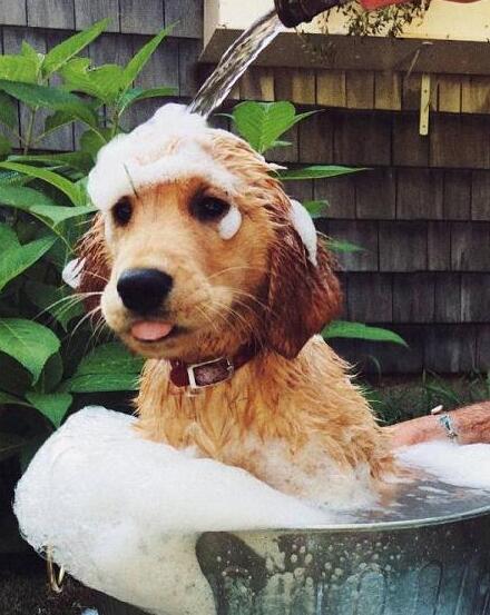 微信关于狗狗的说说有深度的句子,说说狗狗可爱的句子