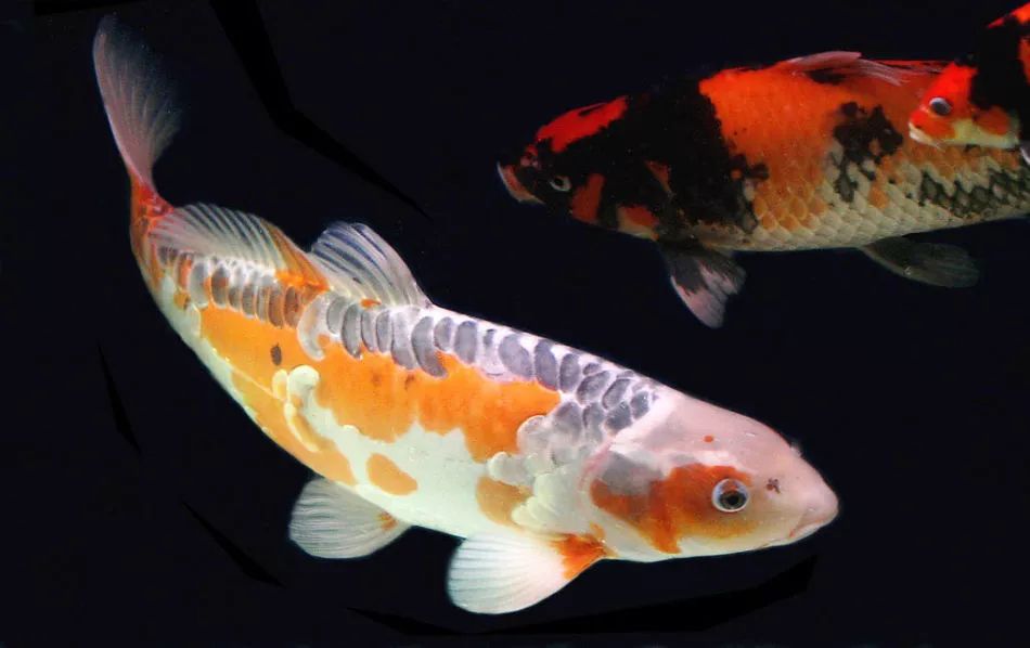 锦鲤鱼饲养方法及注意事项,锦鲤鱼饲养必须保持的水质