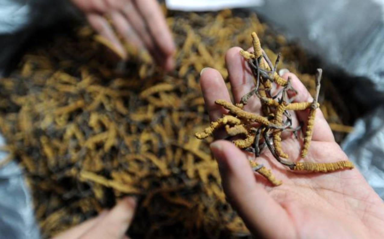 贵重药材能长期保存吗,中药材都适合放冰箱保存吗